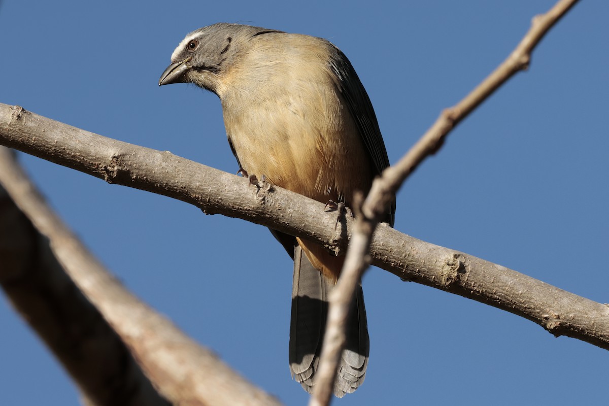 gråsaltator - ML644665478