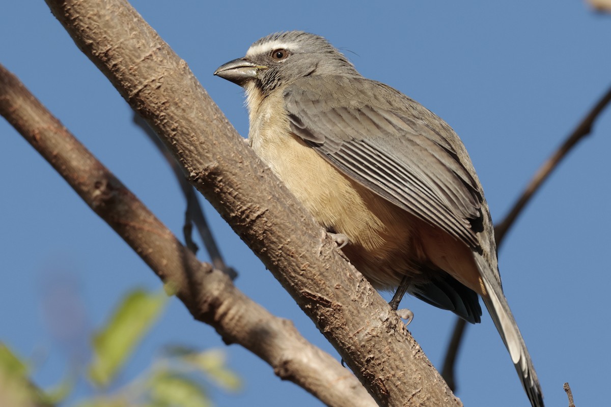 Bluish-gray Saltator - ML644665479