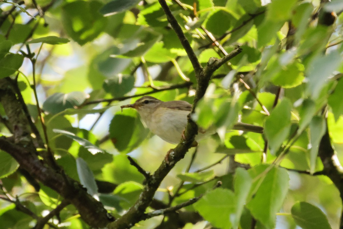 Pouillot fitis - ML644665481