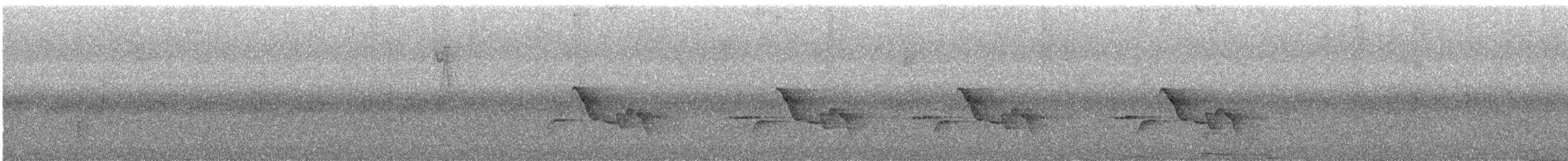 クリムネマユミソサザイ - ML644665483