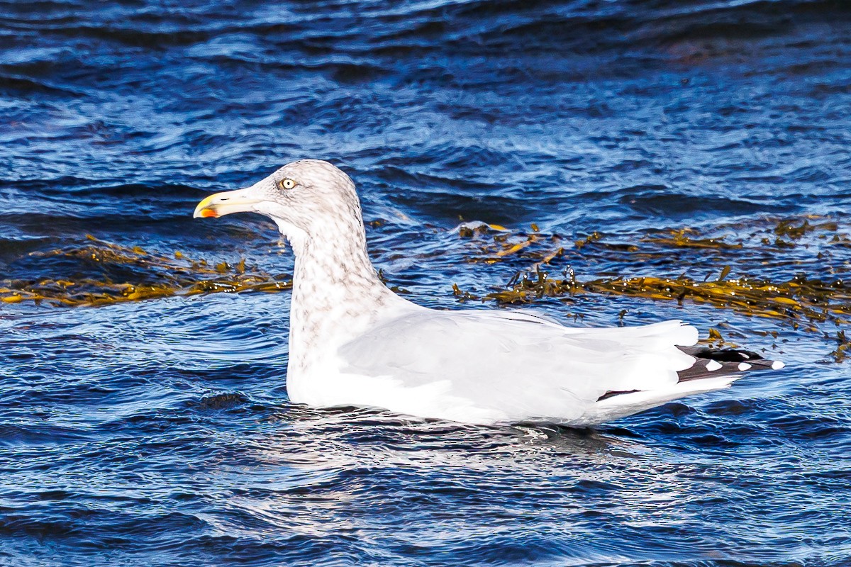American Herring Gull - ML644665491