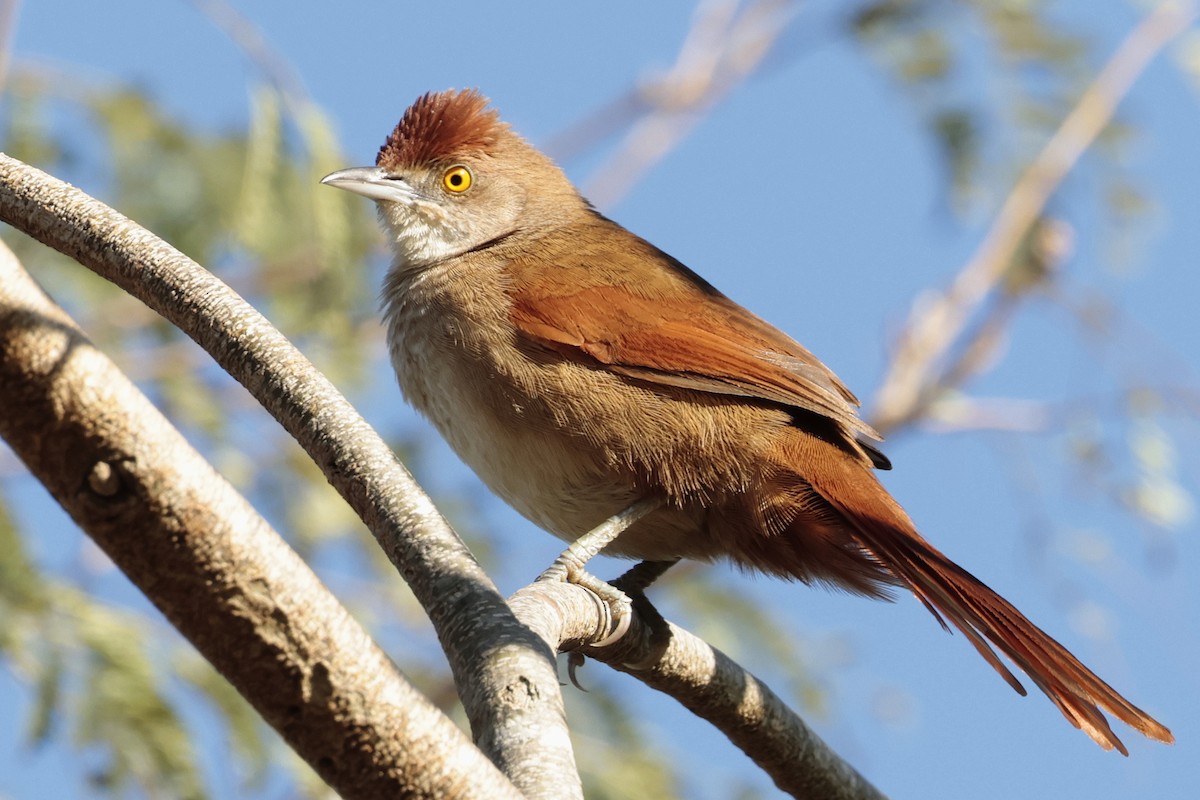 stortornfugl - ML644665492