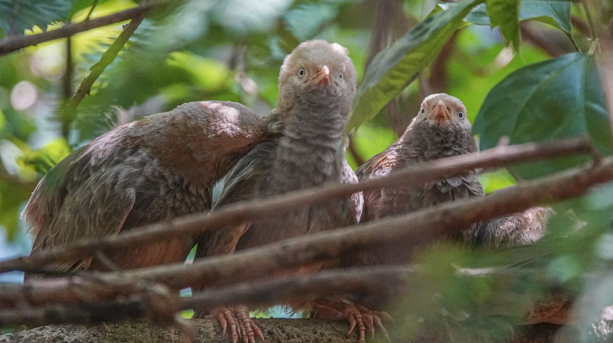 Yellow-billed Babbler - ML644665493