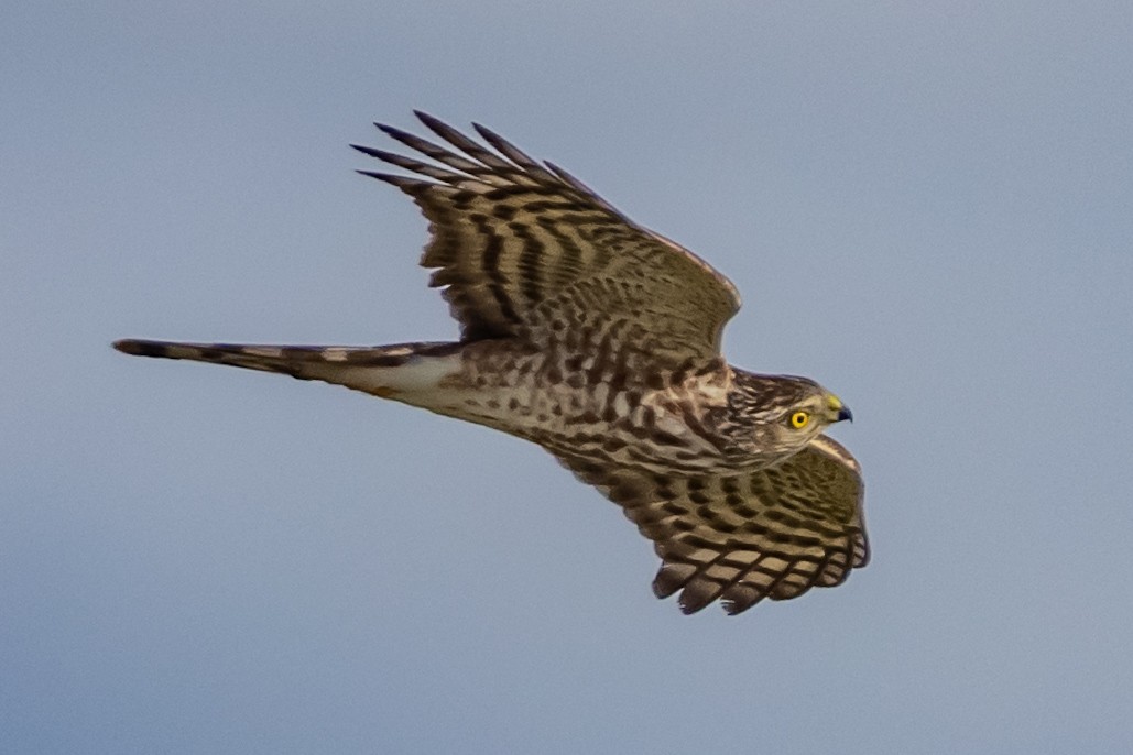 Cooper's Hawk - ML644665495