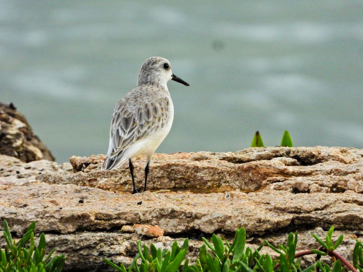 Sanderling - ML644665502