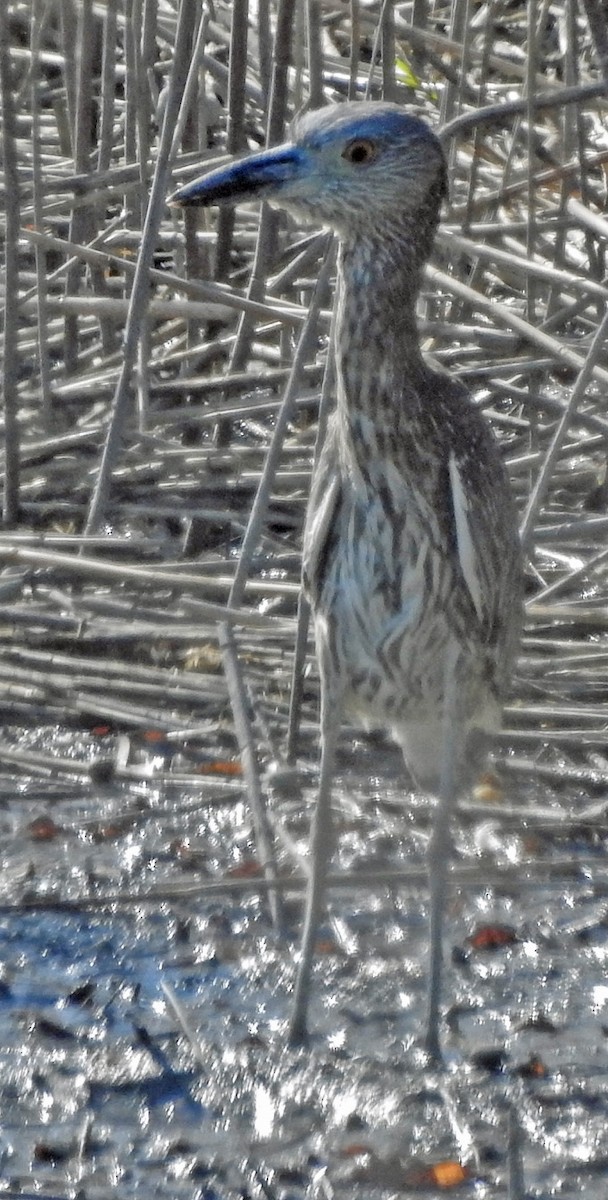 אנפת לילה צהובת-כיפה - ML644665503