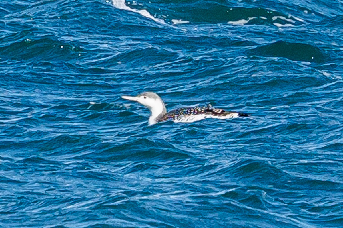 紅喉潛鳥 - ML644665506