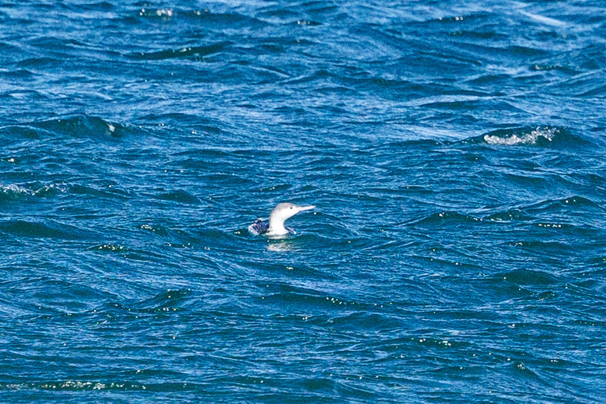 紅喉潛鳥 - ML644665507