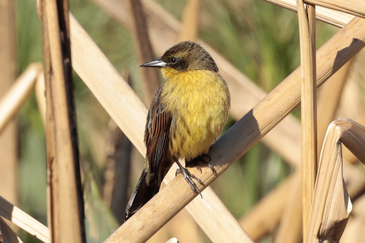 sumptrupial - ML644665509