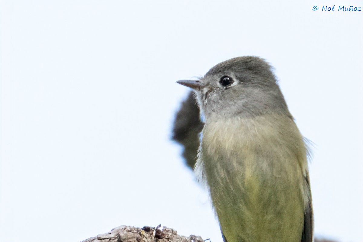 Hammond's Flycatcher - ML644665510