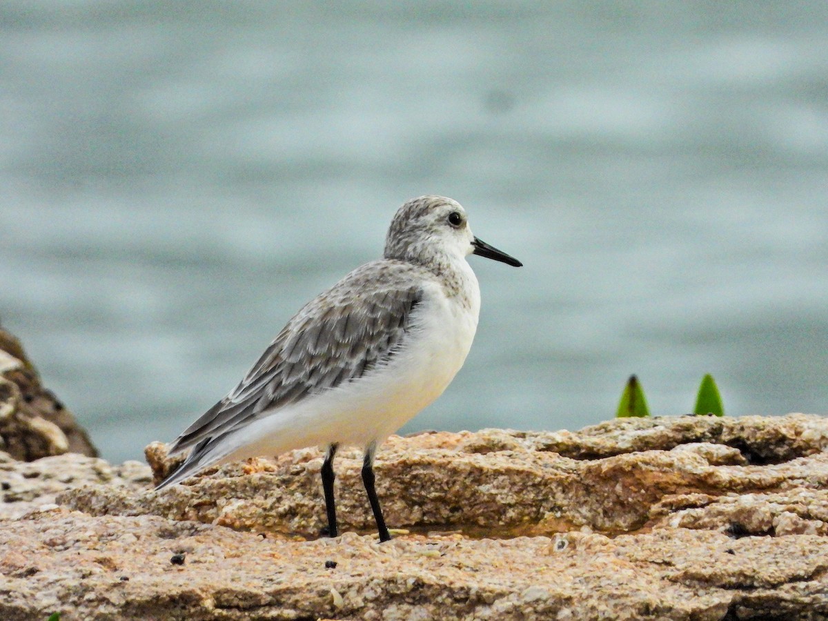 Sanderling - ML644665516