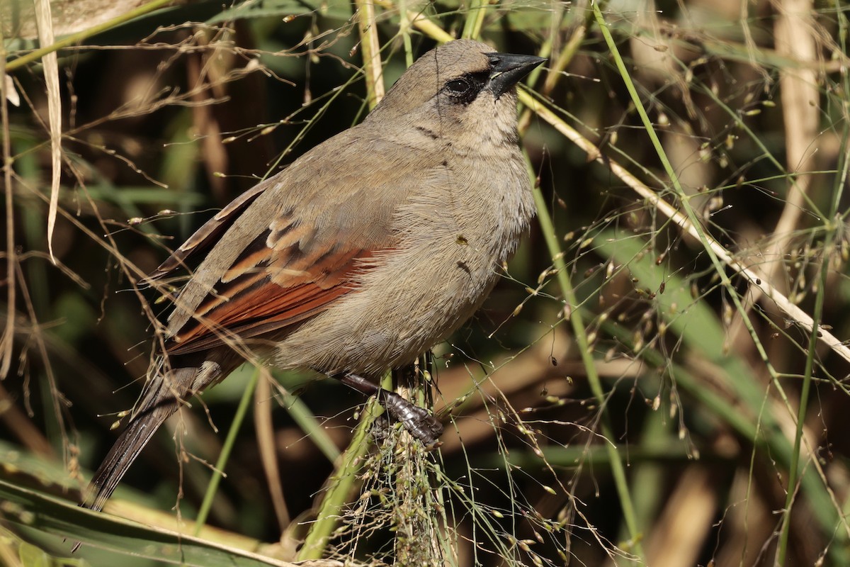 brunvingetrupial - ML644665524