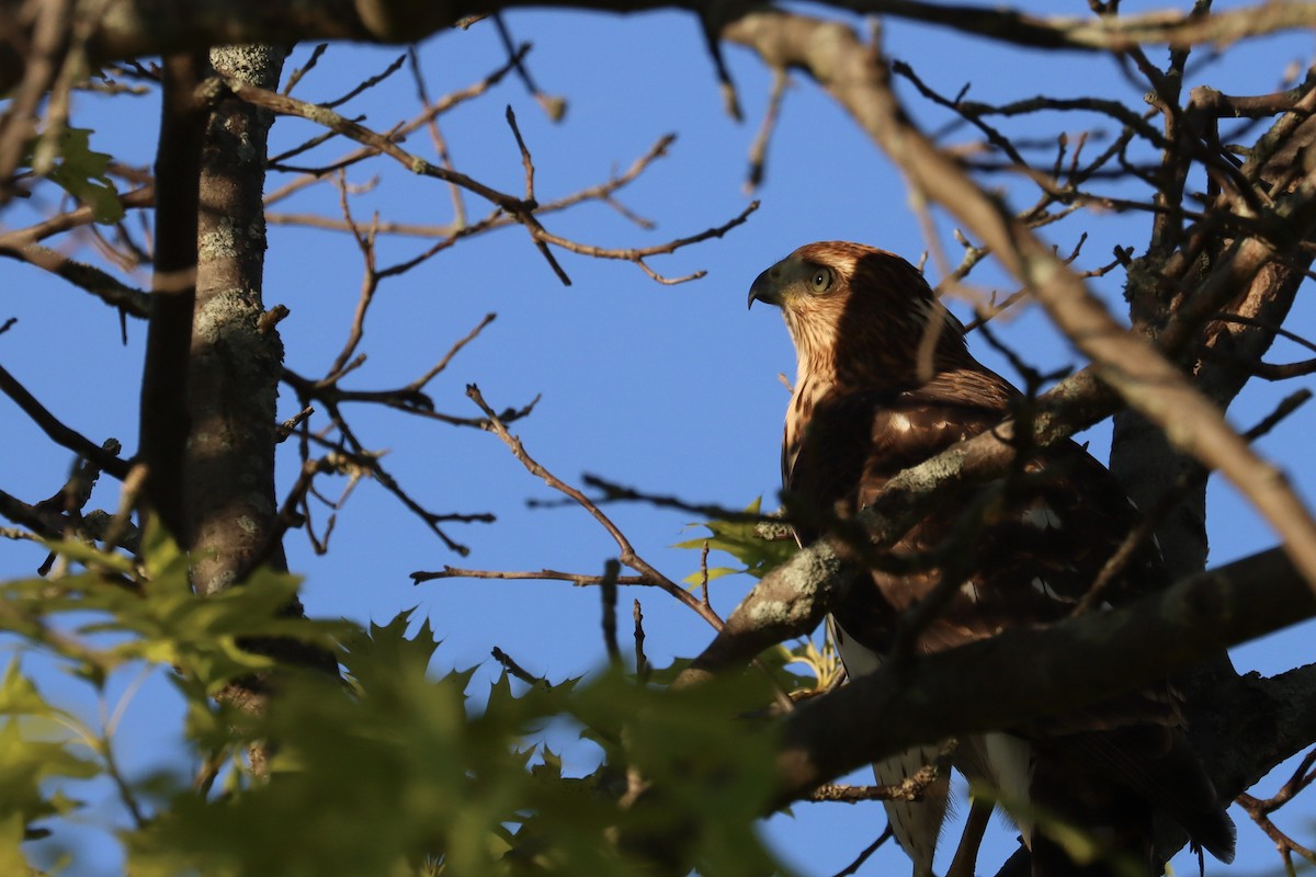 Cooper's Hawk - ML644665528