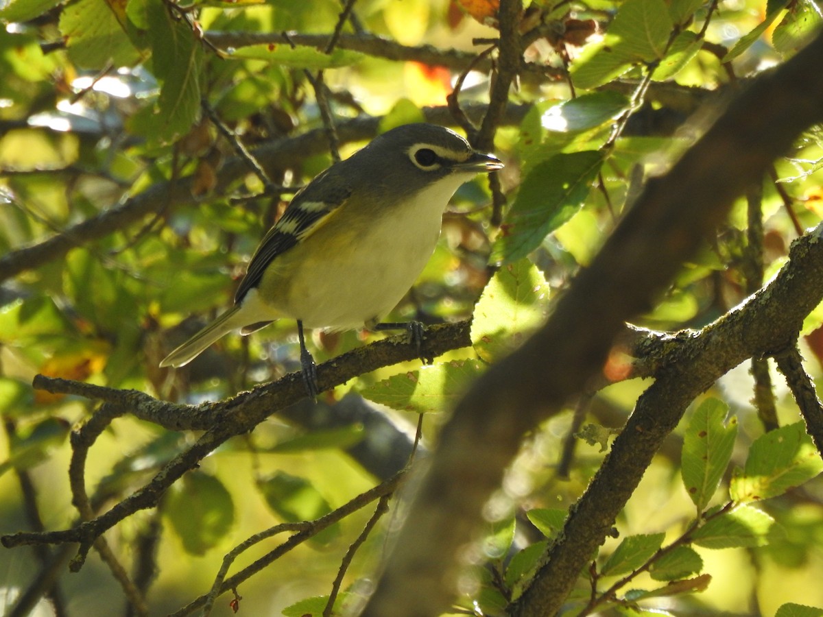 Blue-headed Vireo - ML644665529