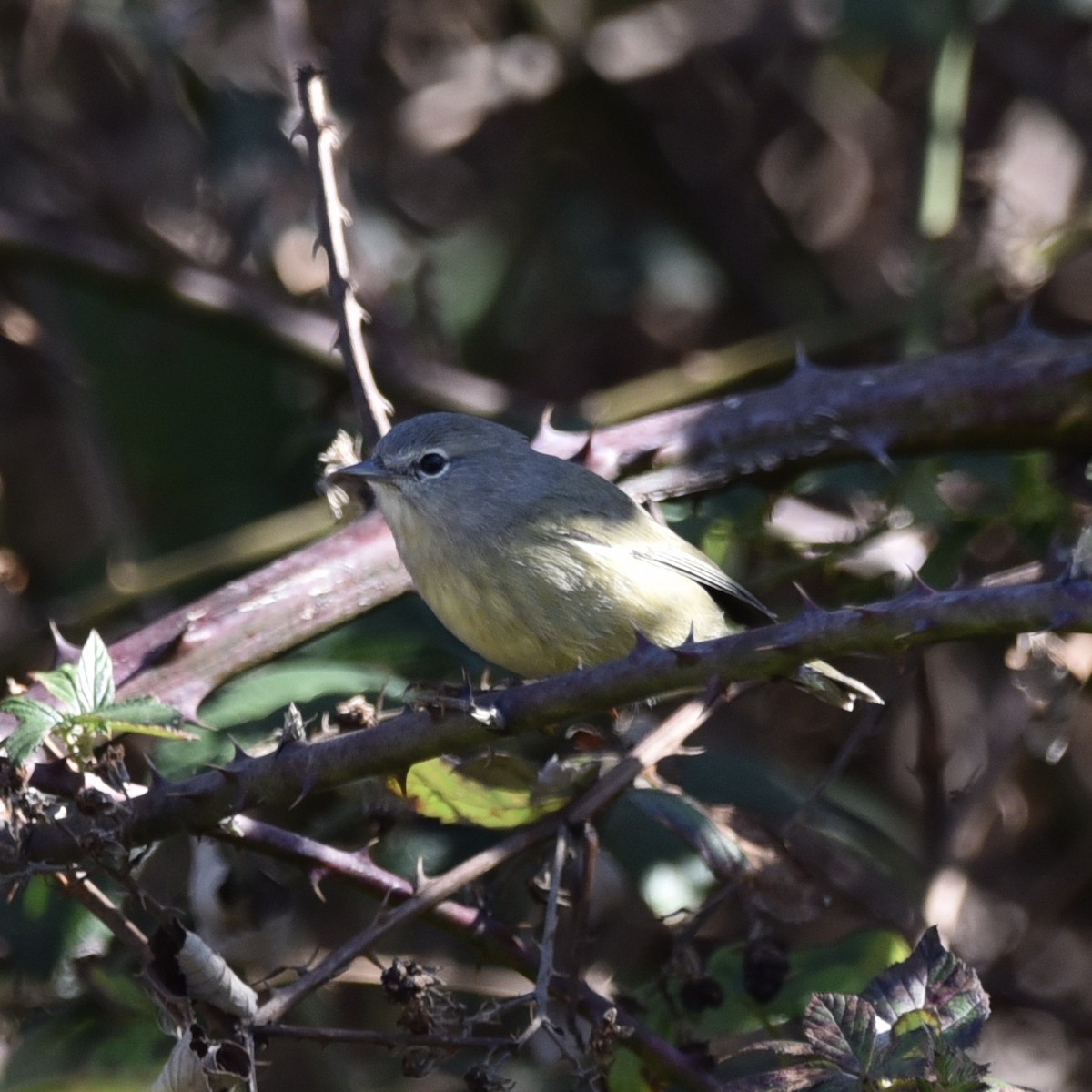 Orange-crowned Warbler (Gray-headed) - ML644665530