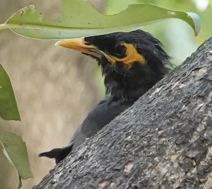 Common Myna - ML644665532