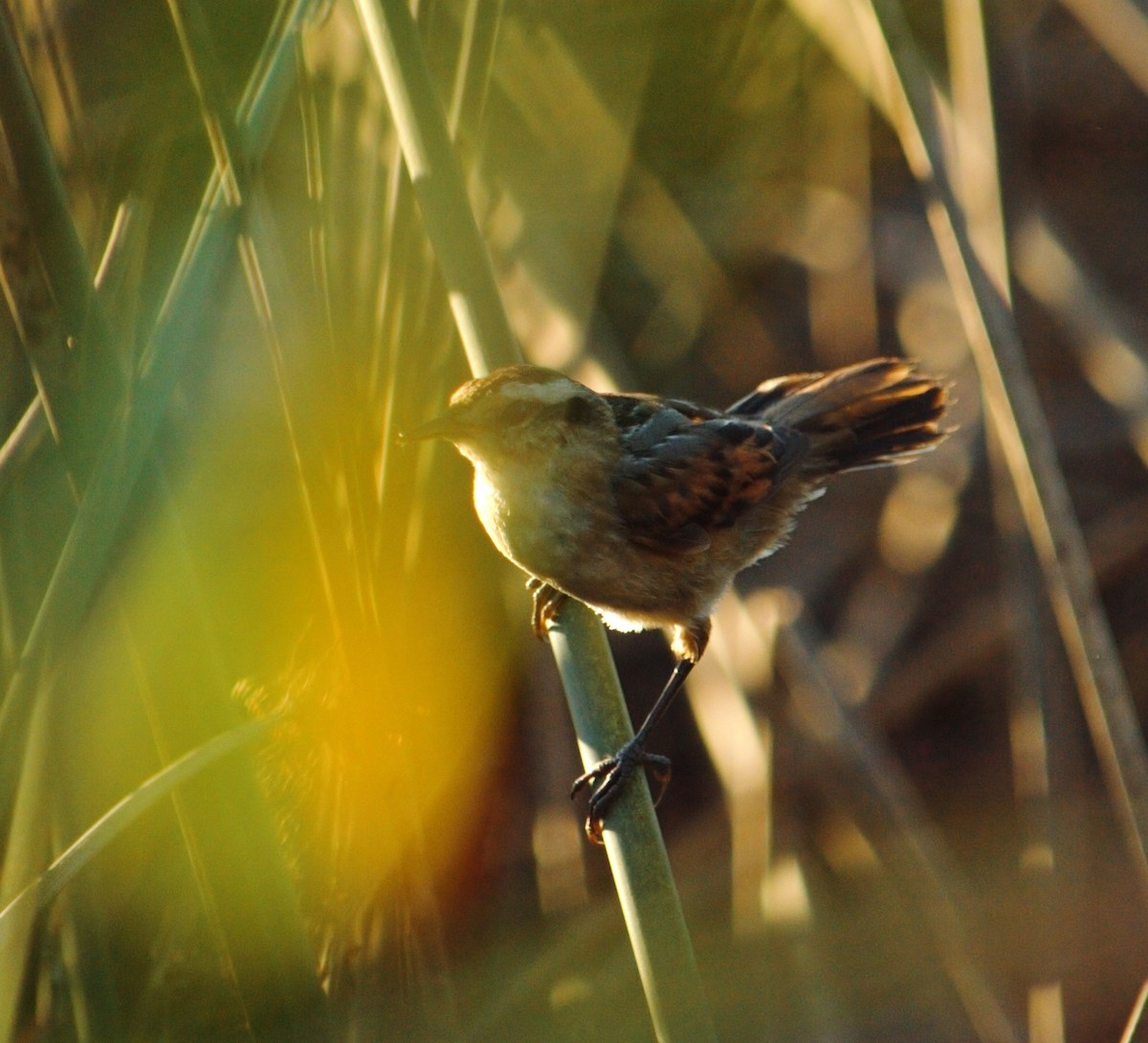 Wren-like Rushbird - ML644665533