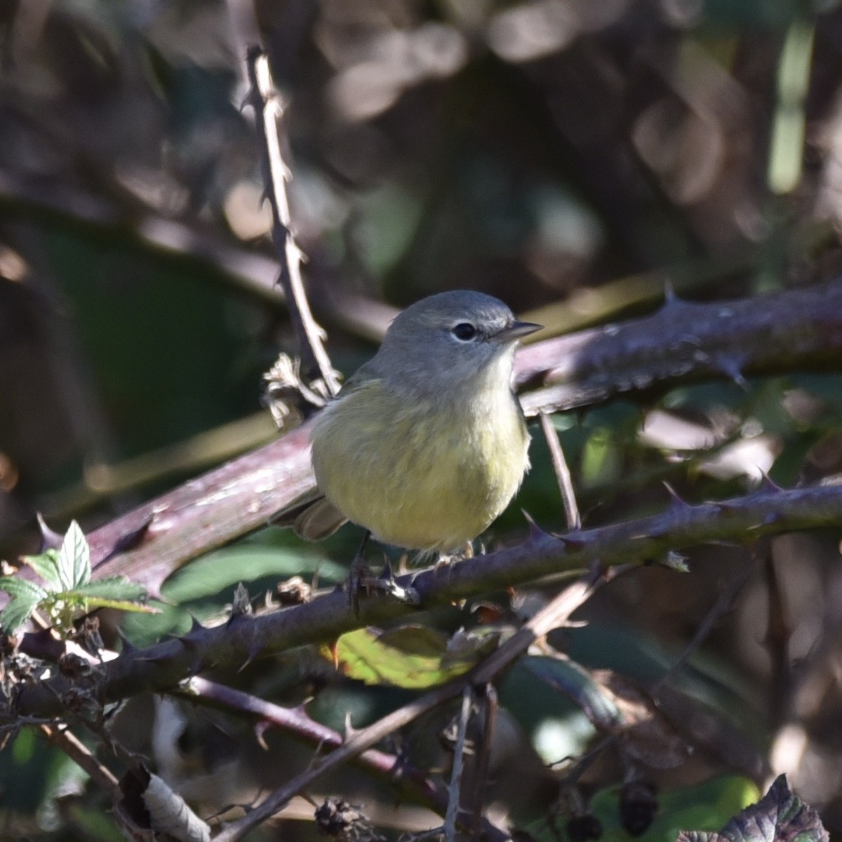 Orange-crowned Warbler (Gray-headed) - ML644665534