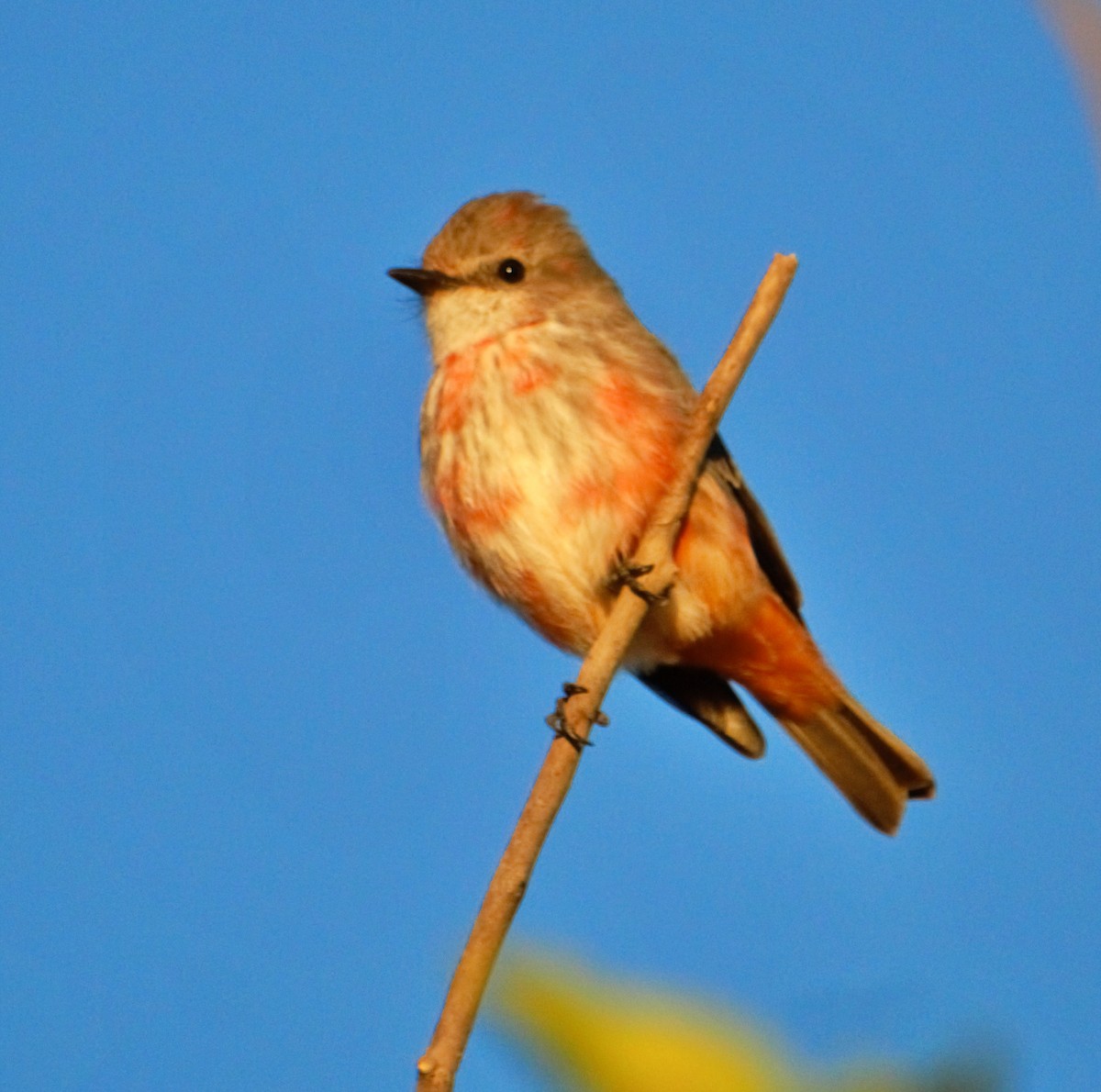 Vermilion Flycatcher - ML644665543