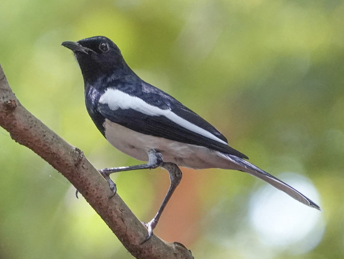 Oriental Magpie-Robin - ML644665545