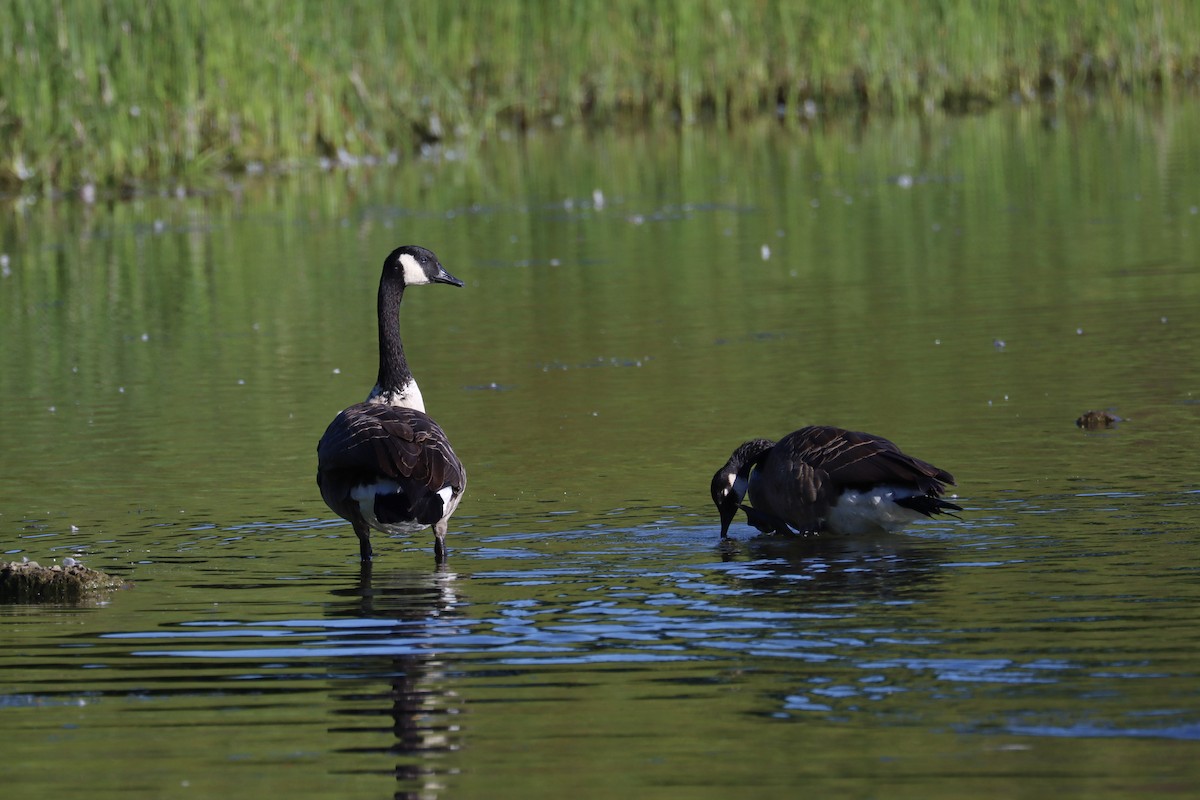 Bernache du Canada - ML644665546