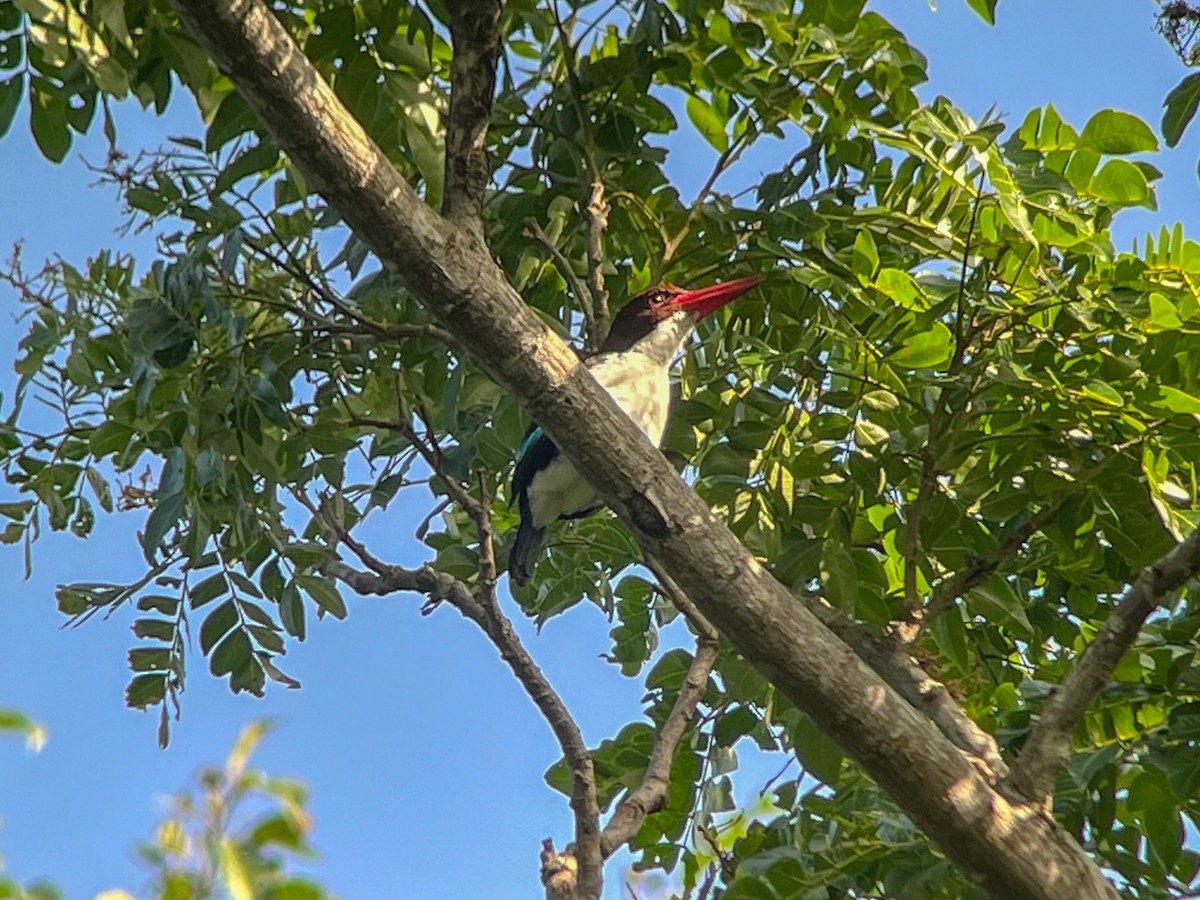 Chocolate-backed Kingfisher - ML644665547