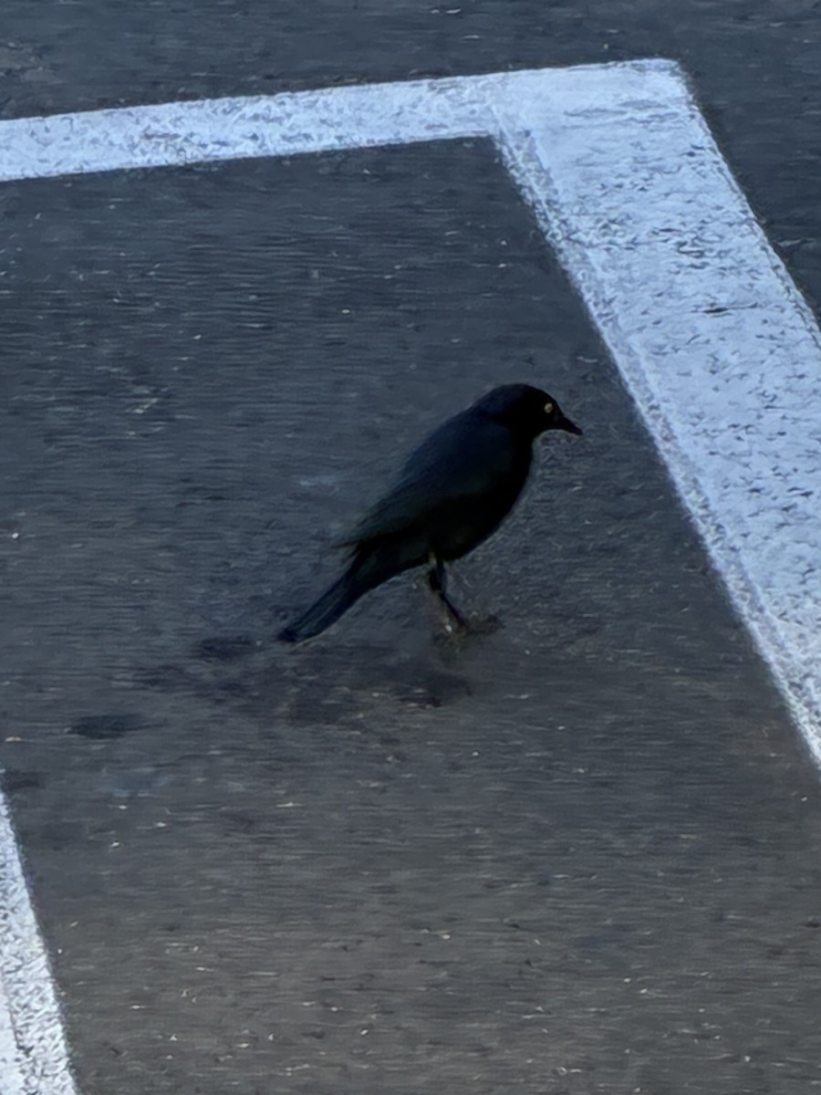 Brewer Karatavuğu - ML644665548