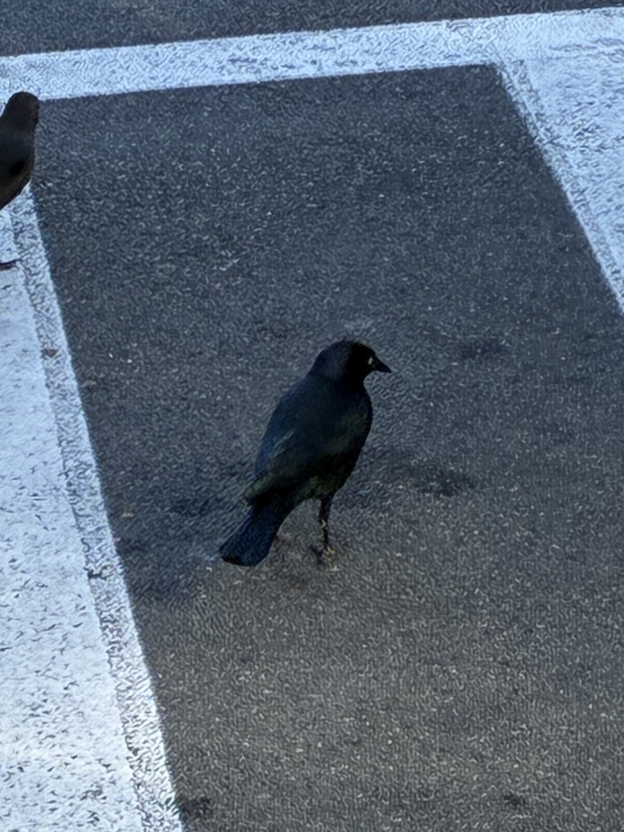 Brewer Karatavuğu - ML644665549