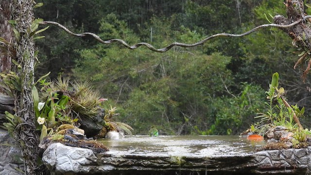 Tangara de Desmarest - ML644665552