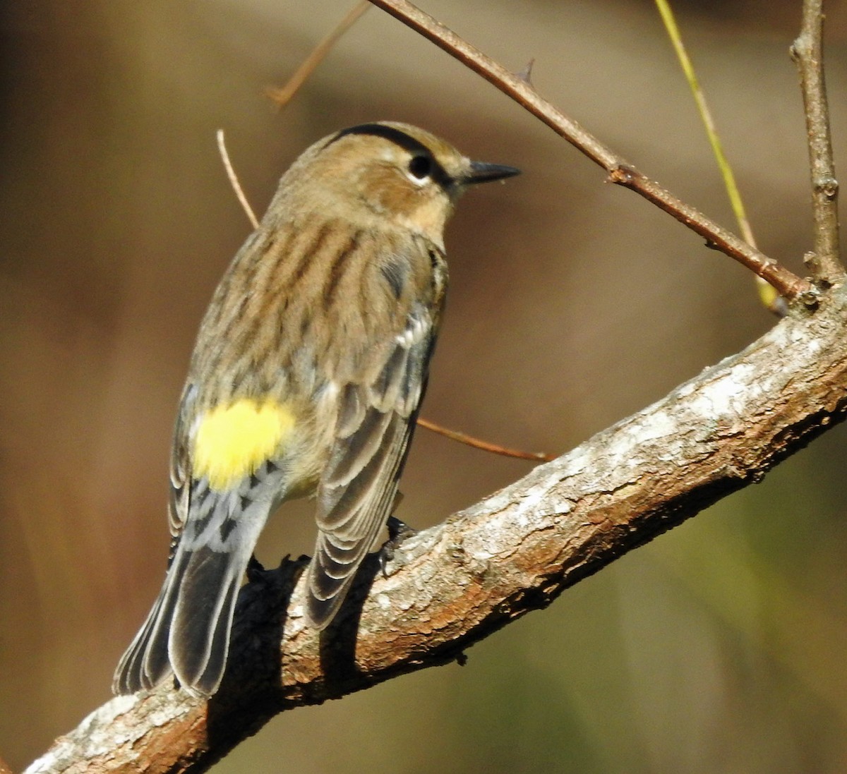 キヅタアメリカムシクイ - ML644665559