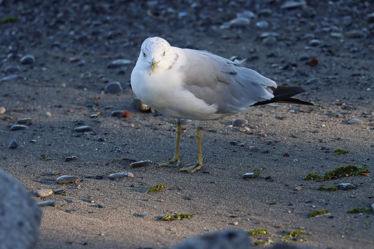 Goéland à bec cerclé - ML644665564