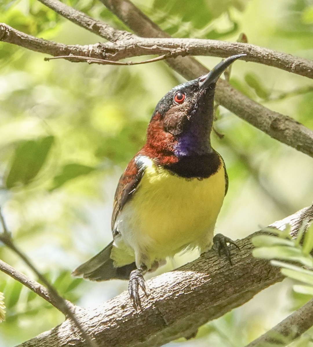 Purple-rumped Sunbird - ML644665567