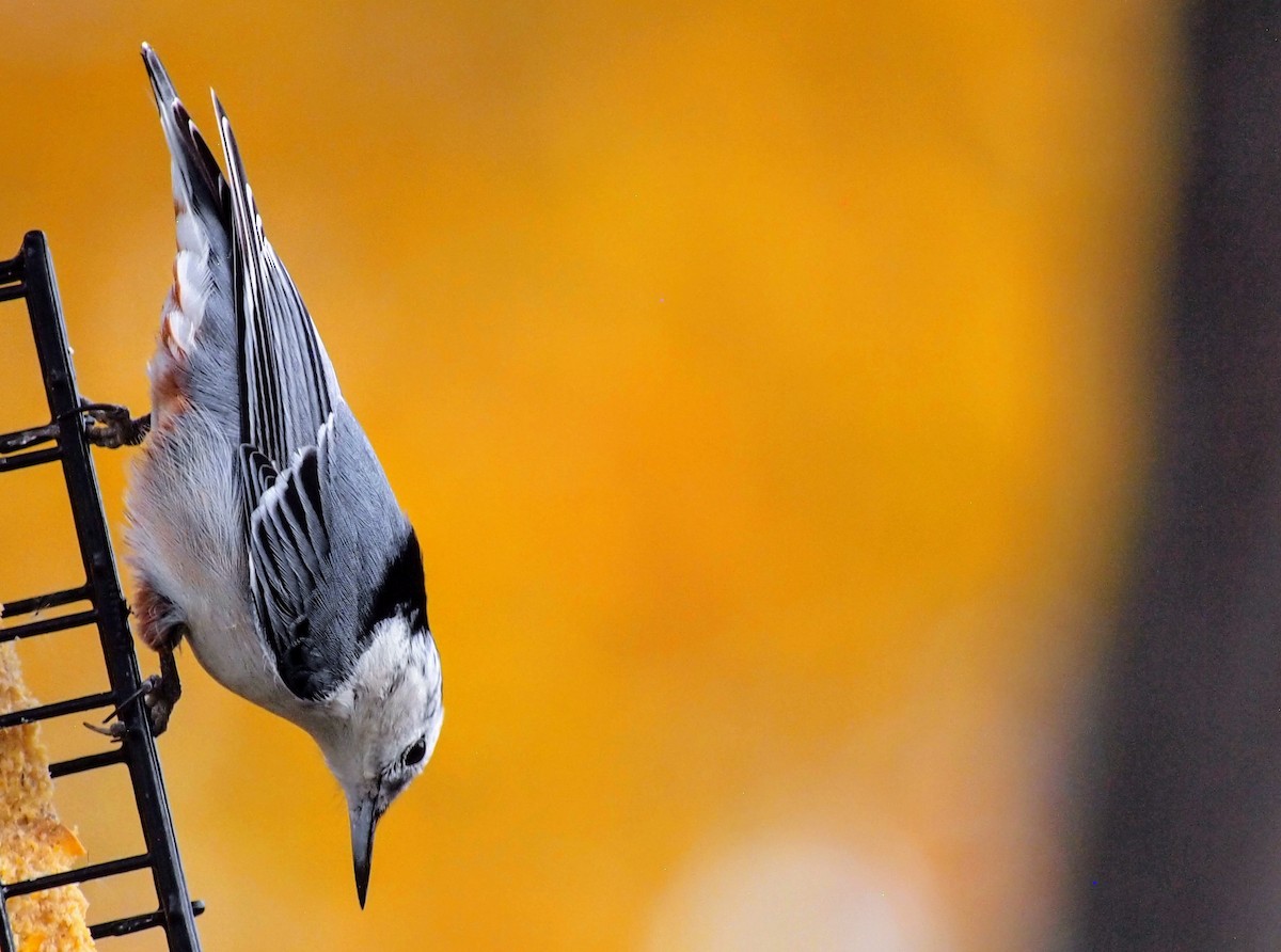 Sittelle à poitrine blanche - ML644665568