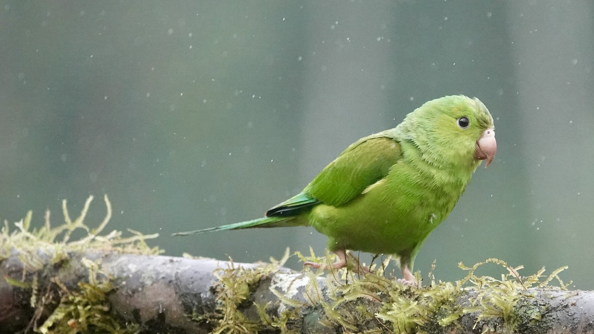 Toui tirica - ML644665569