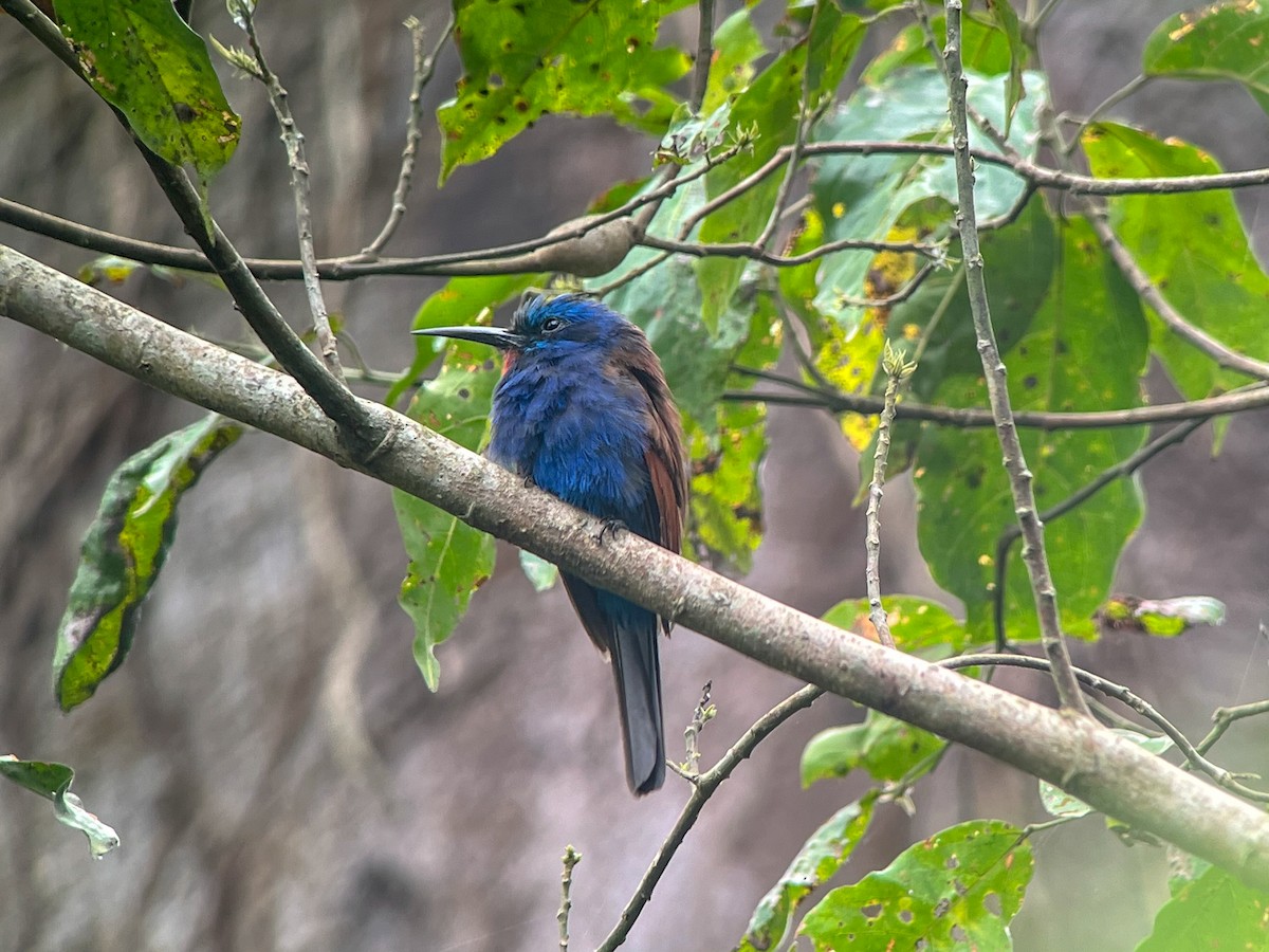 Blue-moustached Bee-eater - ML644665570