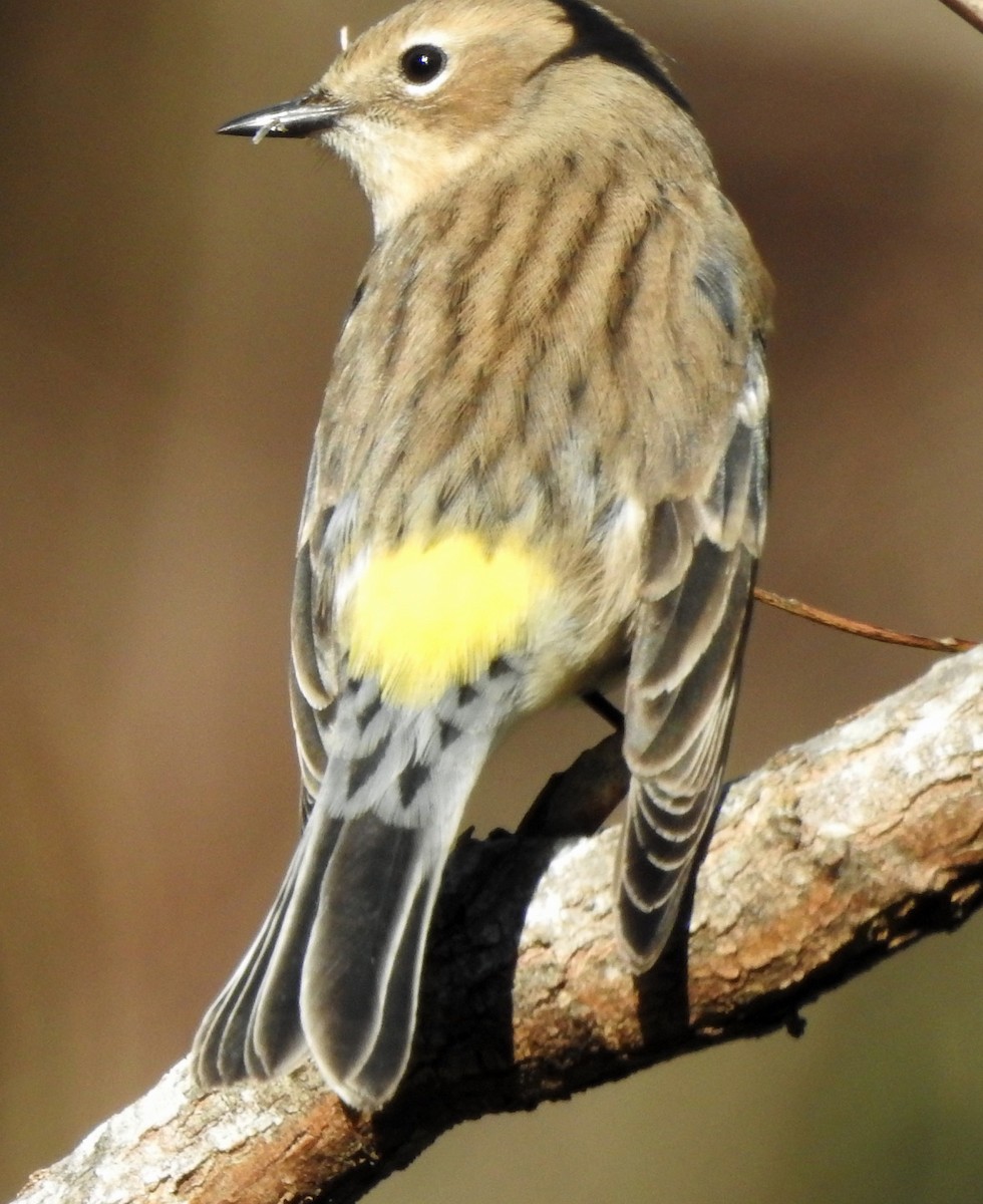 Paruline à croupion jaune - ML644665571