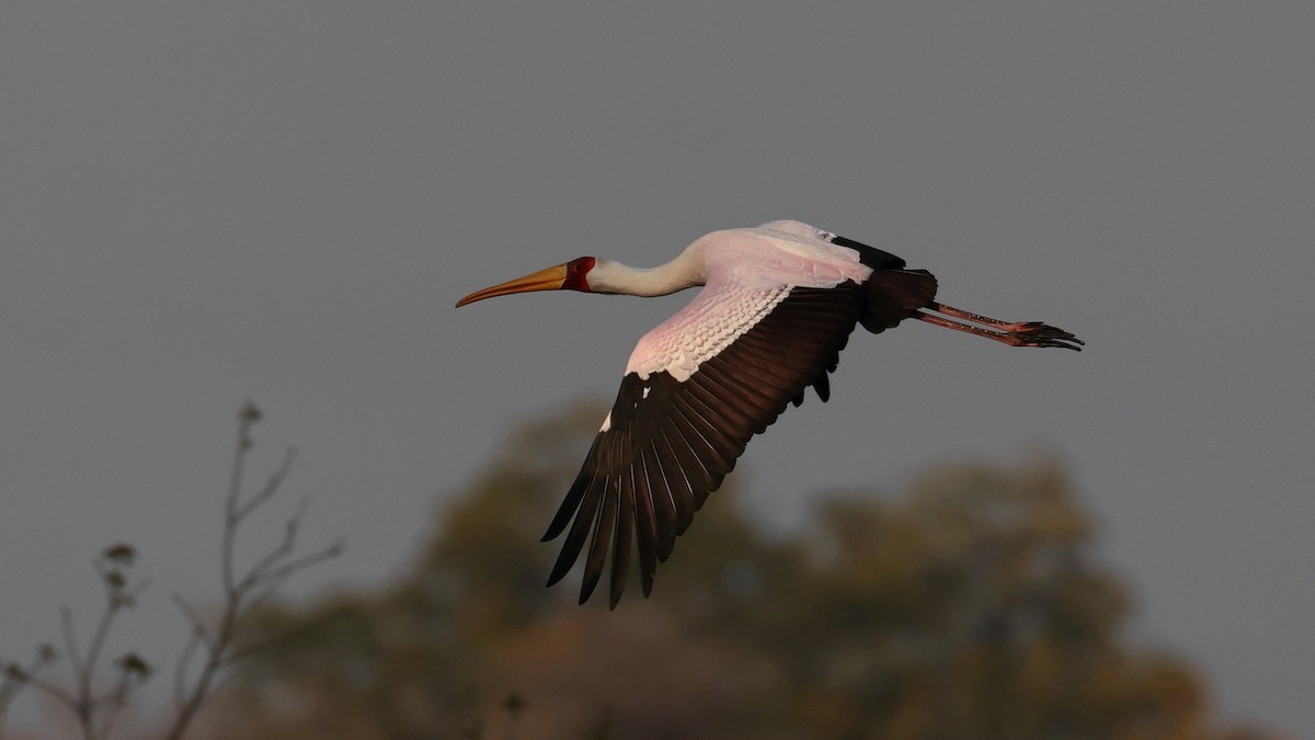 Tantale ibis - ML644665572