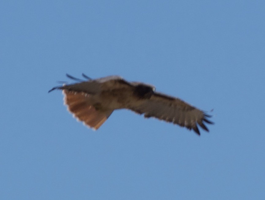 Buse à queue rousse - ML644665573