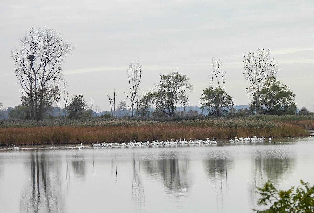 Pélican d'Amérique - ML644665574