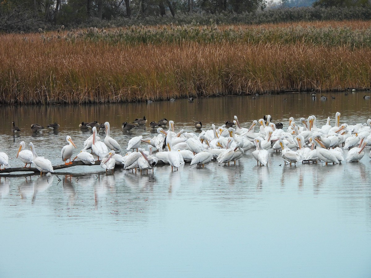 Pélican d'Amérique - ML644665575