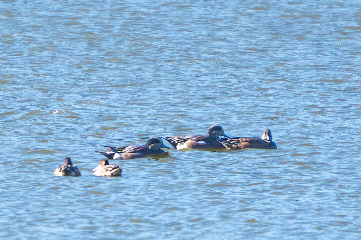 Canard d'Amérique - ML644665577