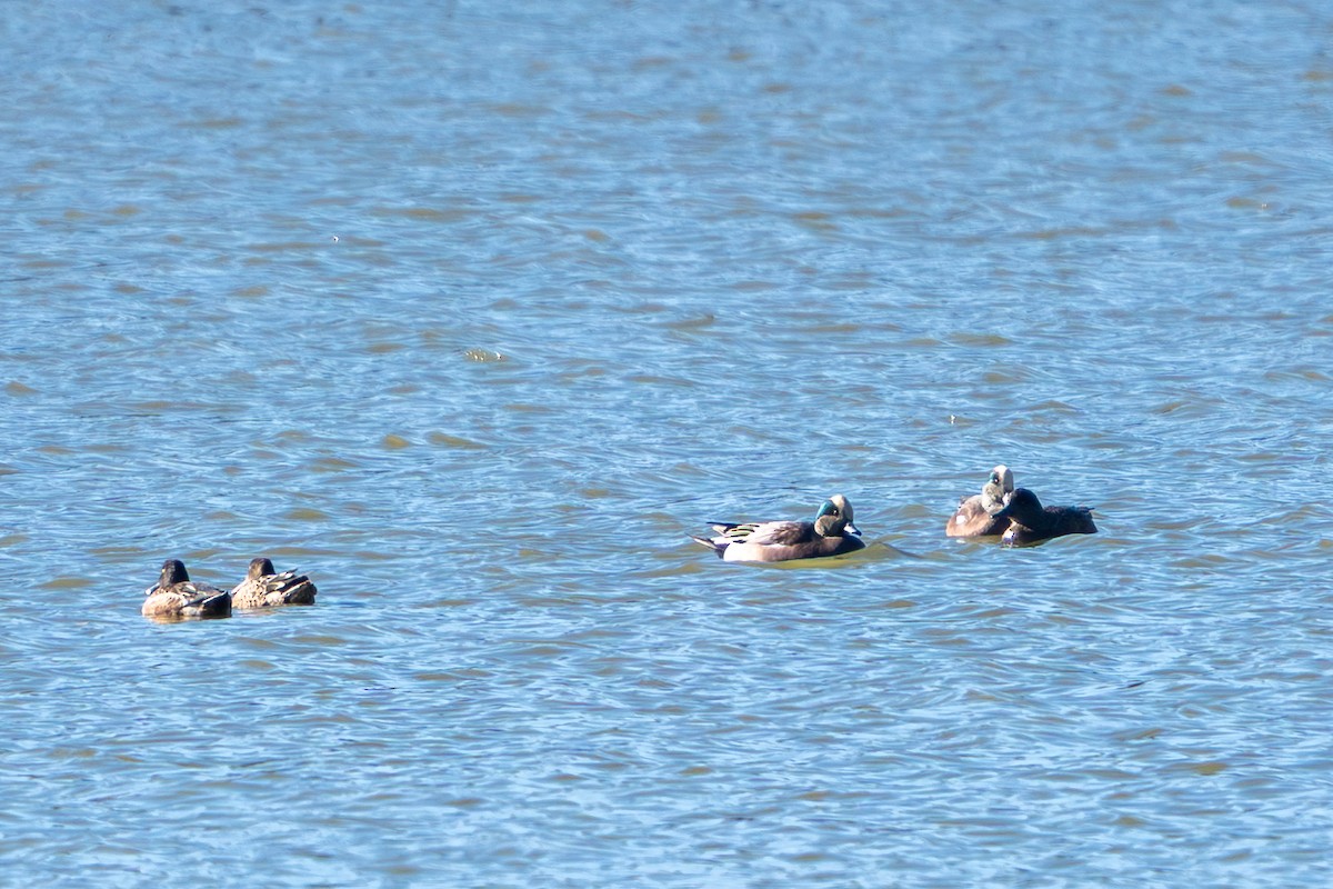 Canard d'Amérique - ML644665578