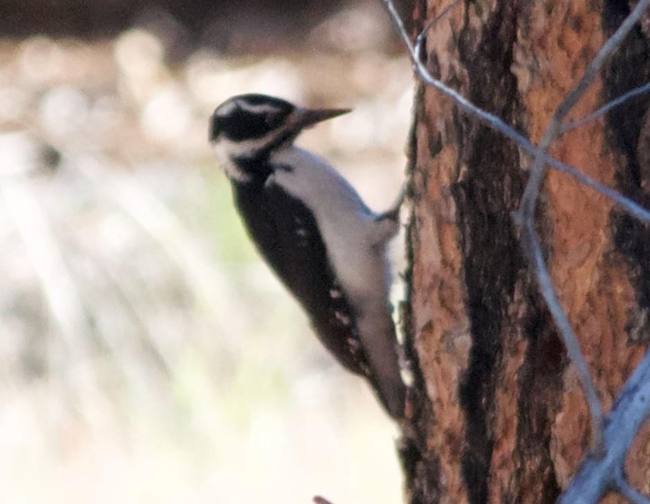 Pic chevelu - ML644665587