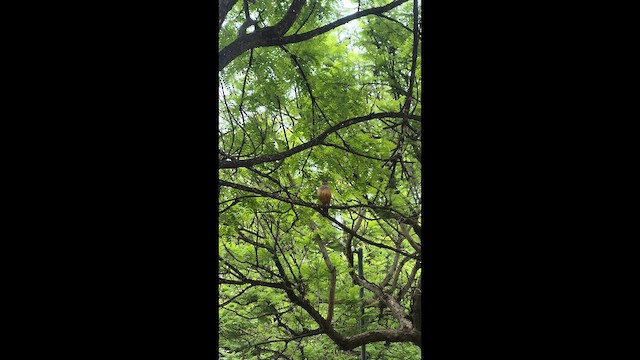 Merle à ventre roux - ML644665588