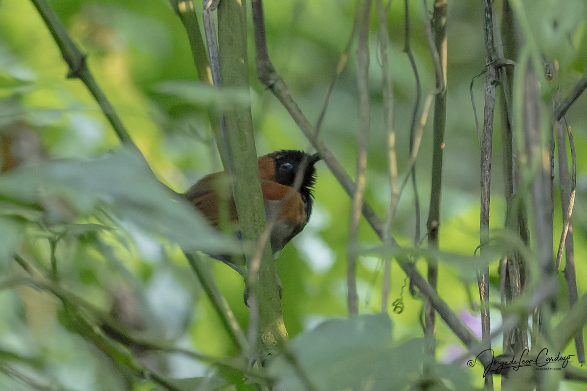 Bathmocerque à face noire - ML644665596