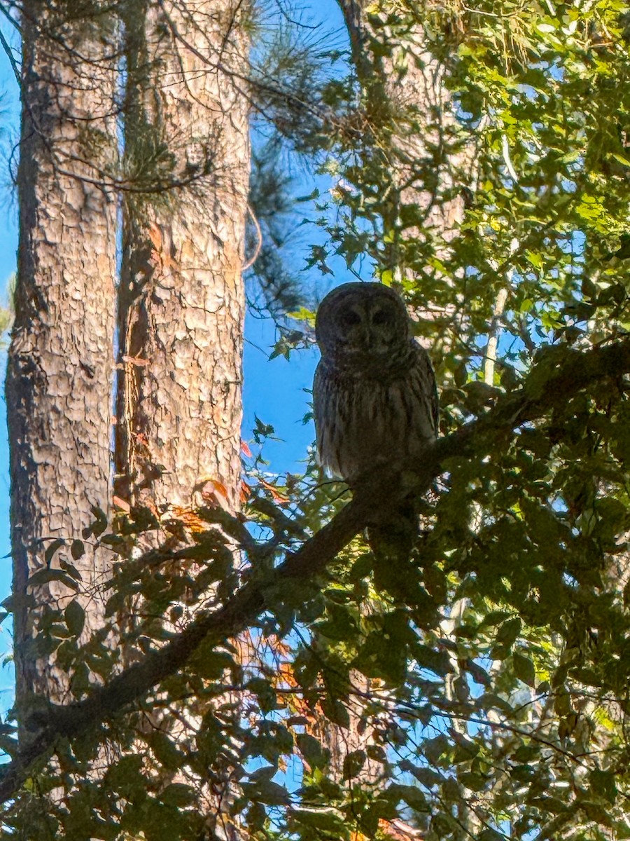 Chouette rayée - ML644665600