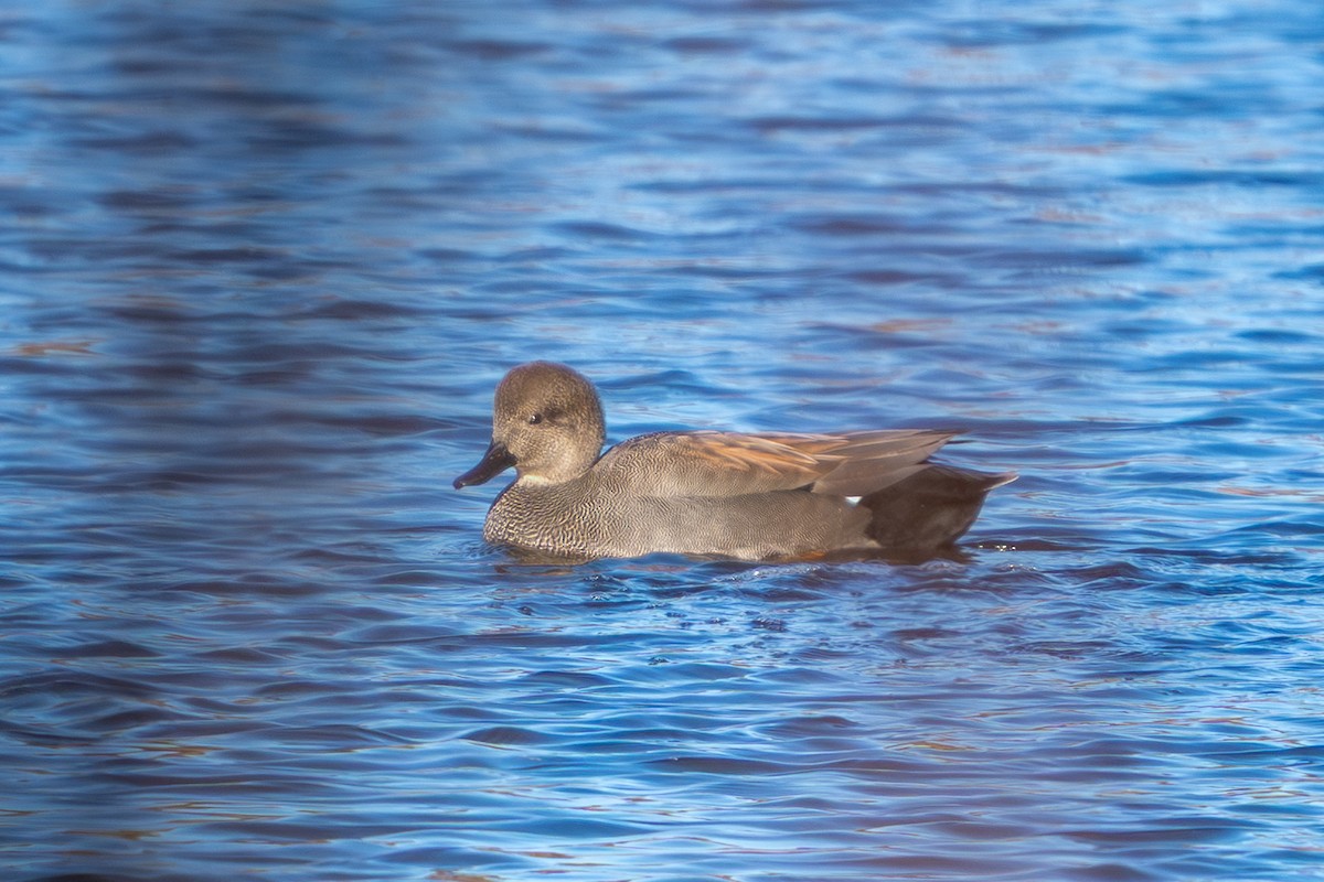 Canard chipeau - ML644665602