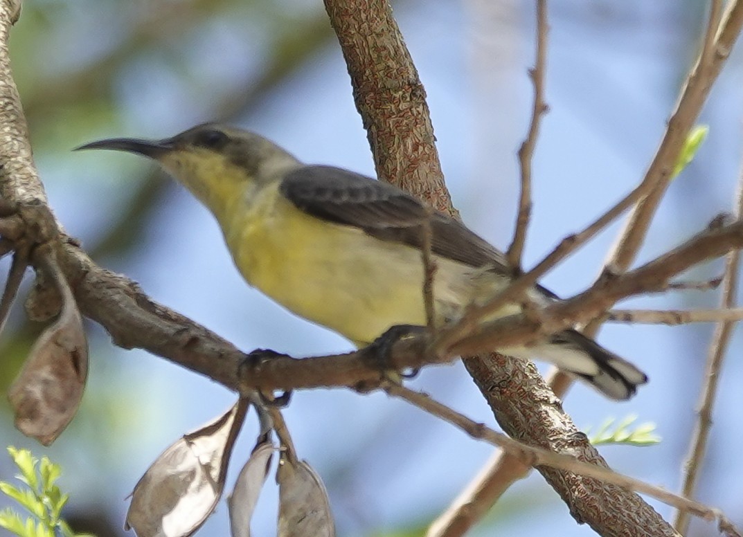 Purple Sunbird - ML644665603