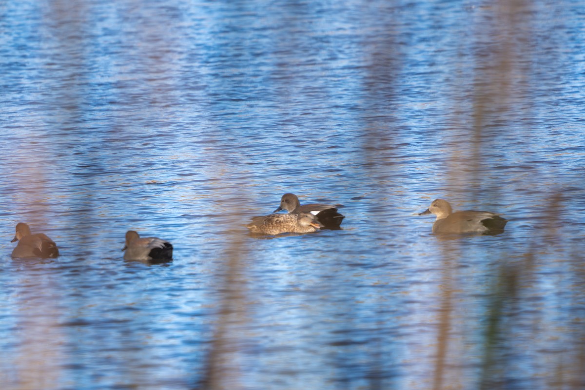 Canard chipeau - ML644665604