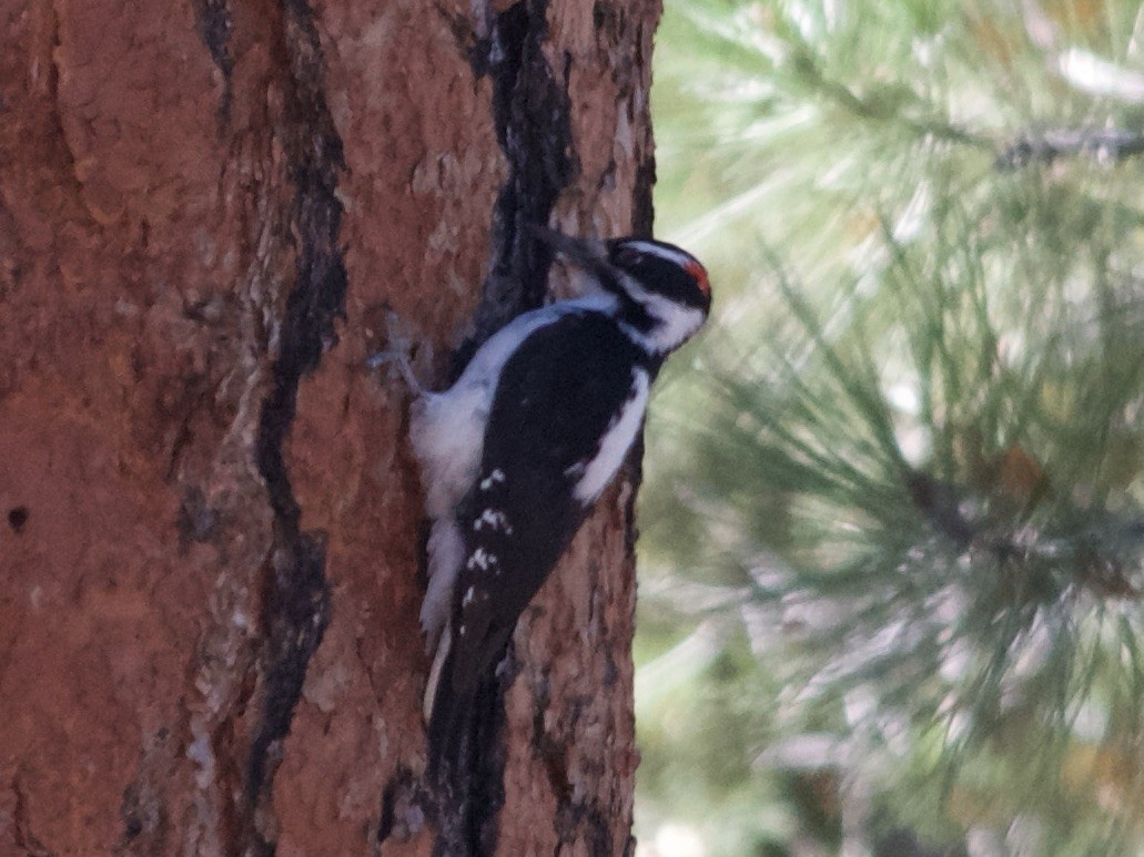 Pic chevelu - ML644665605